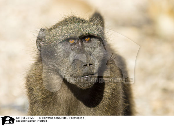 Steppenpavian Portrait / yellow baboon portrait / HJ-03120