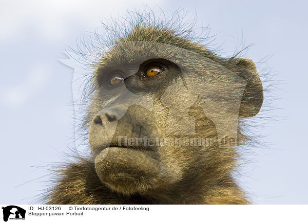Steppenpavian Portrait / yellow baboon portrait / HJ-03126