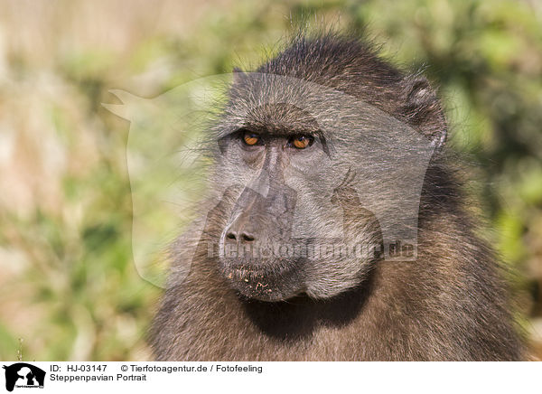 Steppenpavian Portrait / yellow baboon portrait / HJ-03147