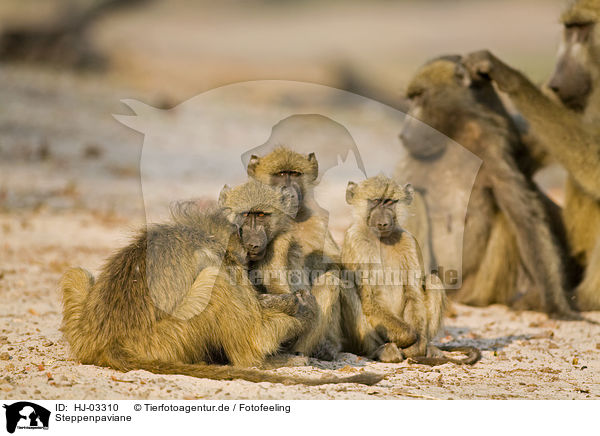 Steppenpaviane / yellow baboons / HJ-03310