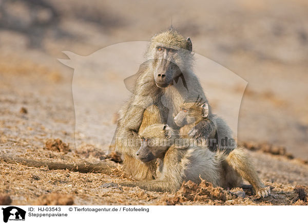 Steppenpaviane / yellow baboons / HJ-03543