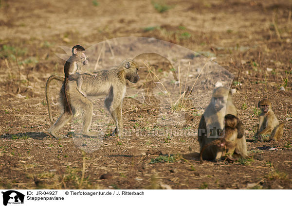 Steppenpaviane / yellow baboons / JR-04927