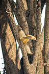 Steppenpavian im Baum