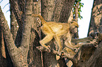 Steppenpavian im Baum