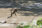 springender Steppenpavian