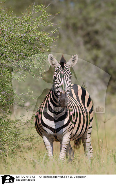 Steppenzebra / plains zebra / DV-01772