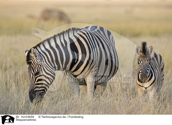 Steppenzebras / plains zebras / HJ-03659