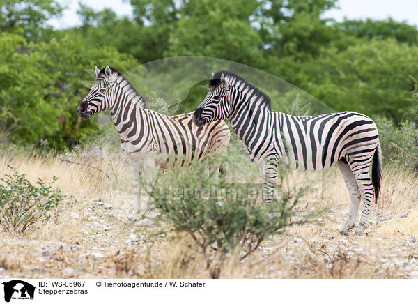 Steppenzebras / plains zebras / WS-05967