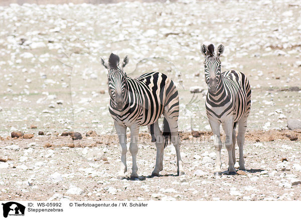 Steppenzebras / plains zebras / WS-05992