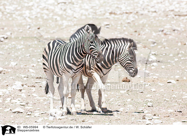 Steppenzebras / plains zebras / WS-05994