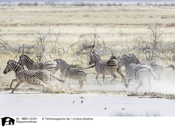 Steppenzebras / plains zebras / MBS-12261