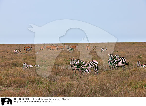 Steppenzebras und Elenantilopen / plains zebras and elands / JR-02809