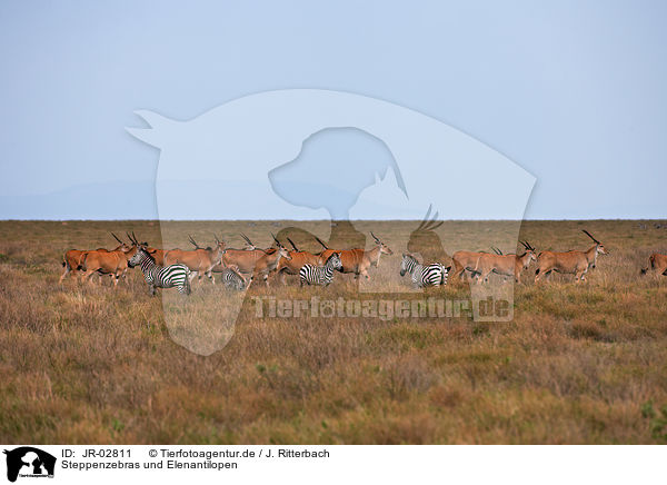 Steppenzebras und Elenantilopen / plains zebras and elands / JR-02811