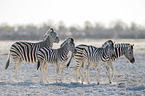 Steppenzebras