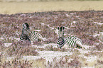 2 Steppenzebras