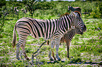 Steppenzebras