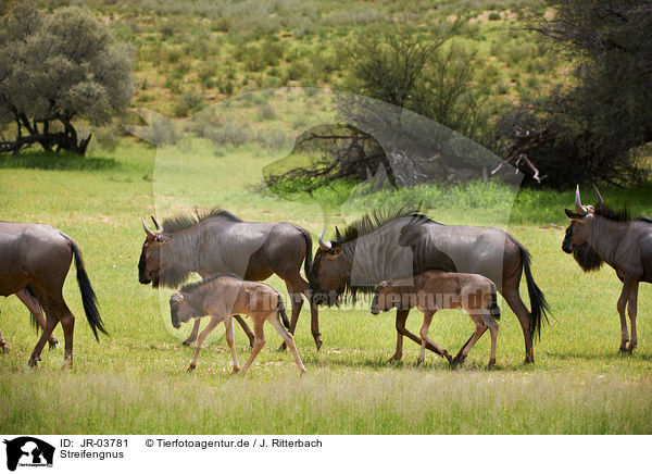 Streifengnus / blue wildebeests / JR-03781