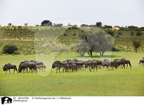 Streifengnus / blue wildebeests / JR-03788