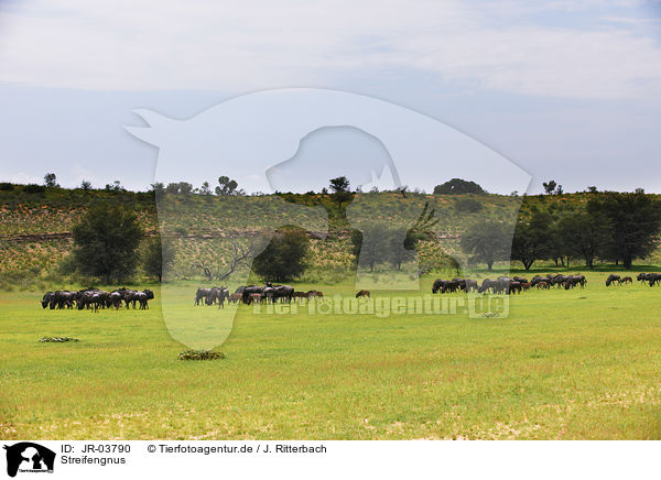 Streifengnus / blue wildebeests / JR-03790