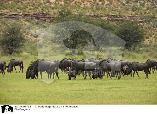 Streifengnus / blue wildebeests / JR-03792