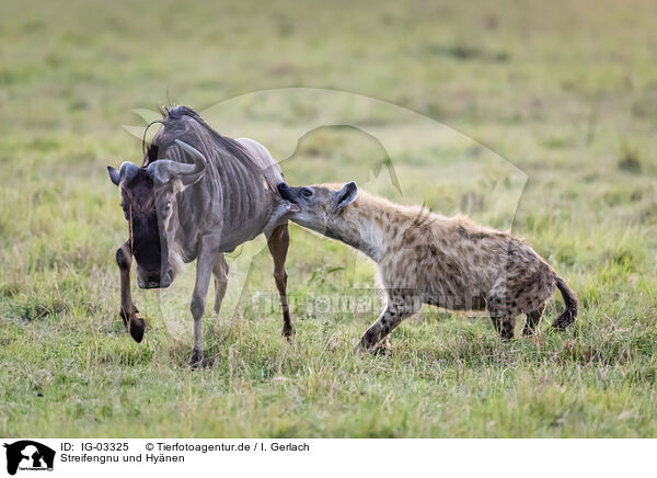 Streifengnu und Hynen / blue wildebeest and hyenas / IG-03325
