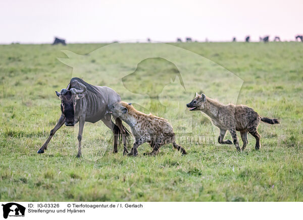 Streifengnu und Hynen / blue wildebeest and hyenas / IG-03326