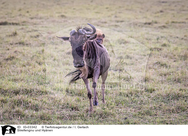 Streifengnu und Hynen / blue wildebeest and hyenas / IG-03342