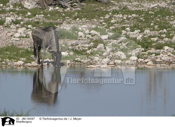 Streifengnu / blue wildebeest / JM-18087