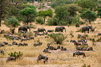 Streifengnus und Afrikanische Elefanten