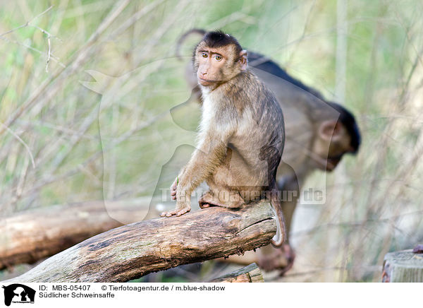 Sdlicher Schweinsaffe / Southern Pig-tailed Macaque / MBS-05407