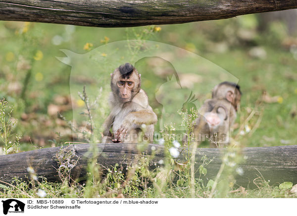 Sdlicher Schweinsaffe / Southern Pig-tailed Macaque / MBS-10889