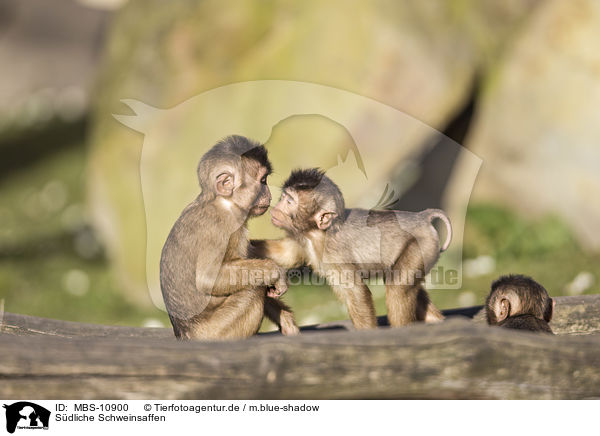 Sdliche Schweinsaffen / Southern Pig-tailed Macaques / MBS-10900