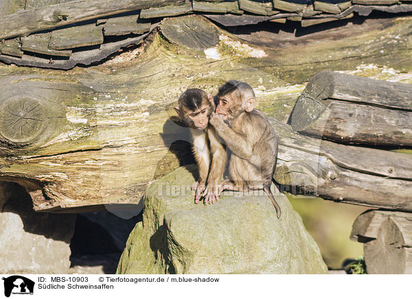 Sdliche Schweinsaffen / Southern Pig-tailed Macaques / MBS-10903
