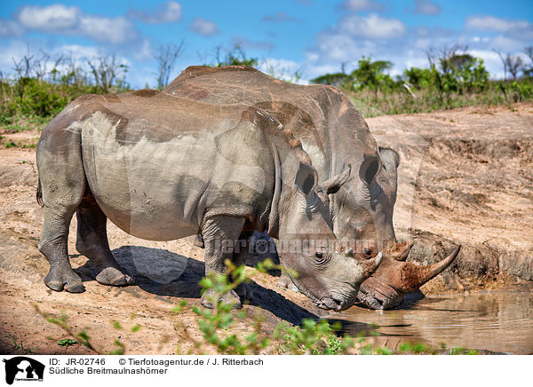 Sdliche Breitmaulnashrner / southern square-lipped rhinoceroses / JR-02746