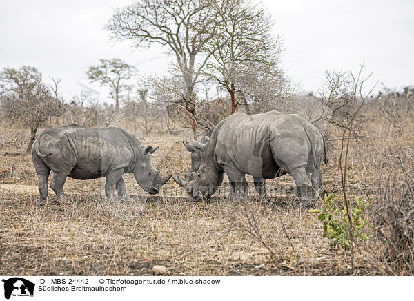 Sdliches Breitmaulnashorn / southern square-lipped rhinoceros / MBS-24442