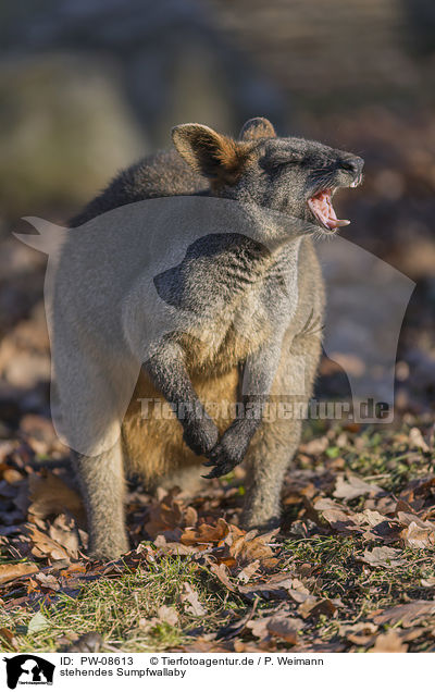 stehendes Sumpfwallaby / standing Black Pademelon / PW-08613