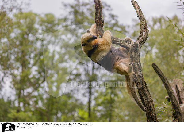 Tamandua / collared anteater / PW-17415
