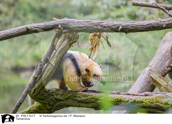 Tamandua / collared anteater / PW-17417