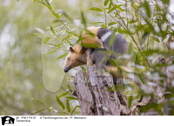 Tamandua / collared anteater / PW-17419