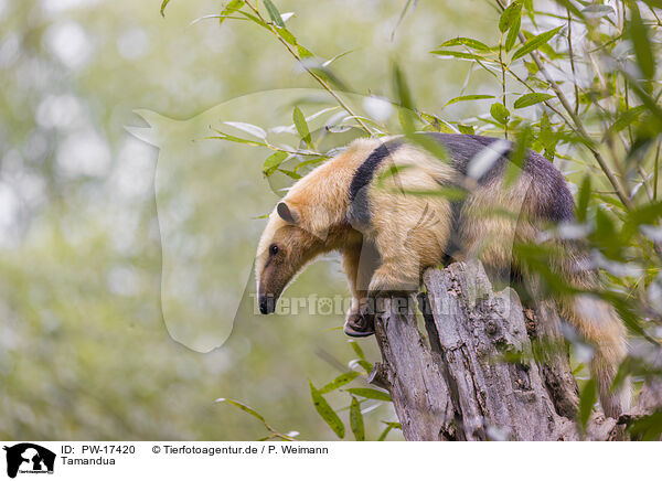 Tamandua / collared anteater / PW-17420