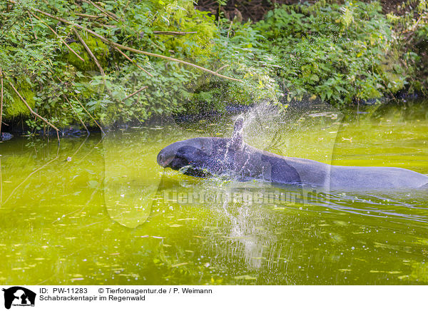 Schabrackentapir im Regenwald / Malayan tapir in rainforest / PW-11283