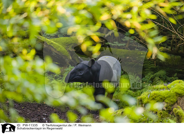 Schabrackentapir im Regenwald / Malayan tapir in rainforest / PW-11335