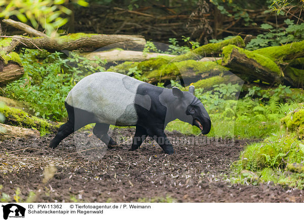 Schabrackentapir im Regenwald / Malayan tapir in rainforest / PW-11362