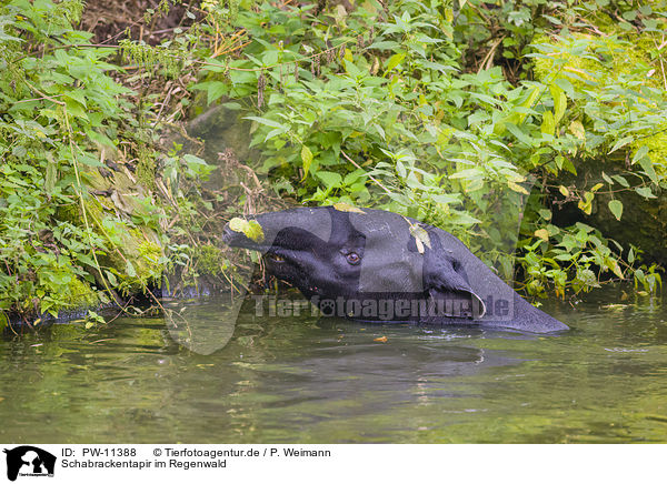 Schabrackentapir im Regenwald / Malayan tapir in rainforest / PW-11388