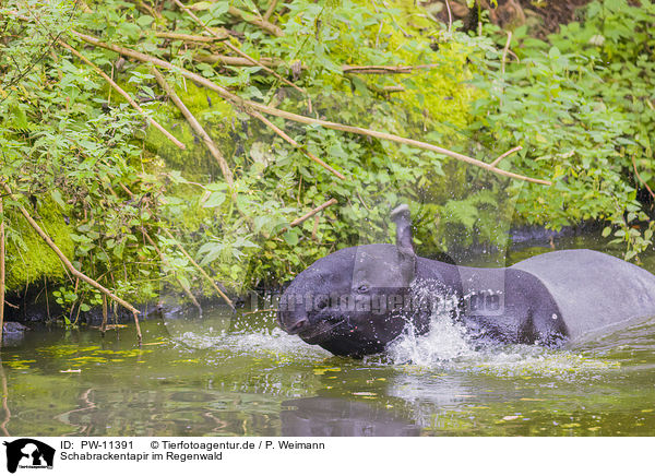 Schabrackentapir im Regenwald / Malayan tapir in rainforest / PW-11391