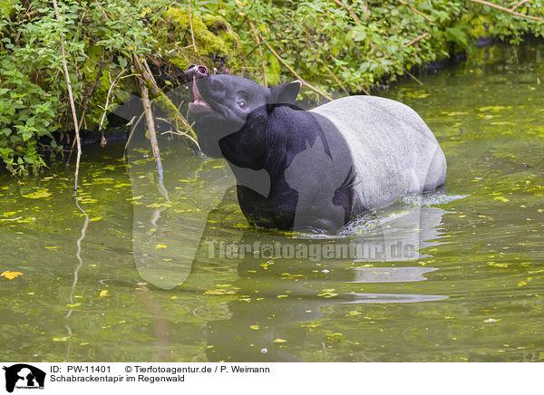 Schabrackentapir im Regenwald / Malayan tapir in rainforest / PW-11401