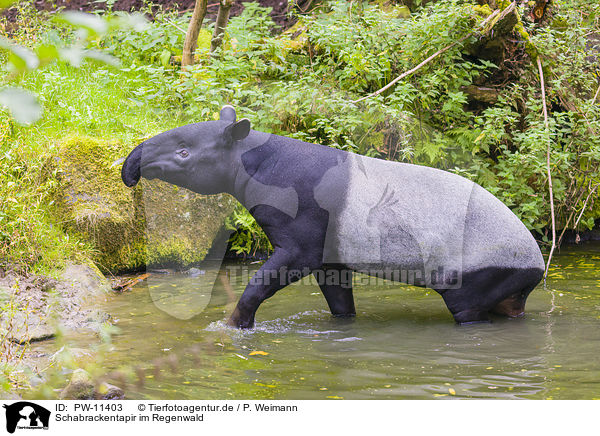 Schabrackentapir im Regenwald / Malayan tapir in rainforest / PW-11403
