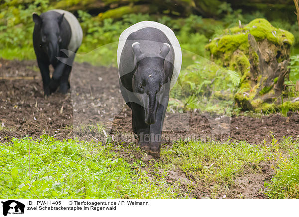 zwei Schabrackentapire im Regenwald / two Malayan tapirs in rainforest / PW-11405