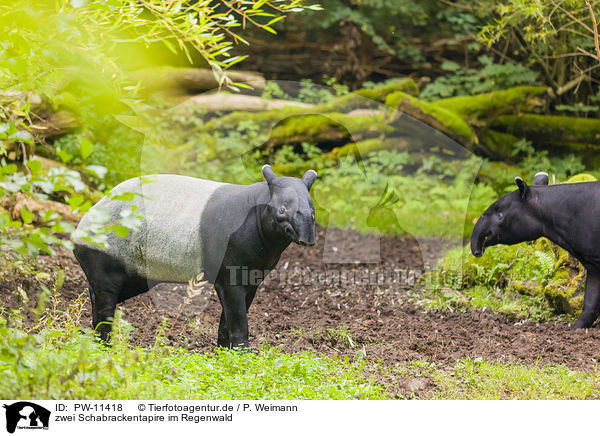 zwei Schabrackentapire im Regenwald / two Malayan tapirs in rainforest / PW-11418
