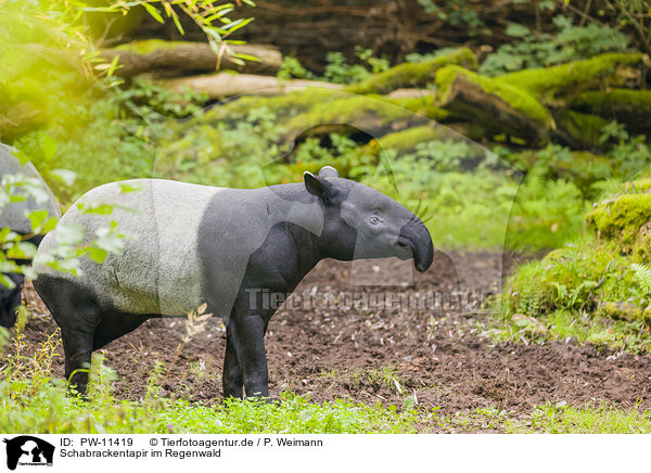 Schabrackentapir im Regenwald / Malayan tapir in rainforest / PW-11419